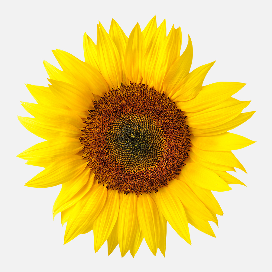 10 Stück Sonnenblume stereoskopischen Aufkleber   pädagogisches 
