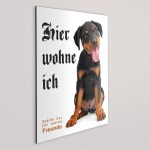 Aufkleber und Dekore - Hinweis und Verbotsaufkleber - Schilder Shop - Schilder und Werbeplanen - Hundewarnschilder Achtung, Vorsicht Hund - Hundeaufkleber und Hundeschilder Shop! - Rottweiler Schild - HIER WOHNE ICH!